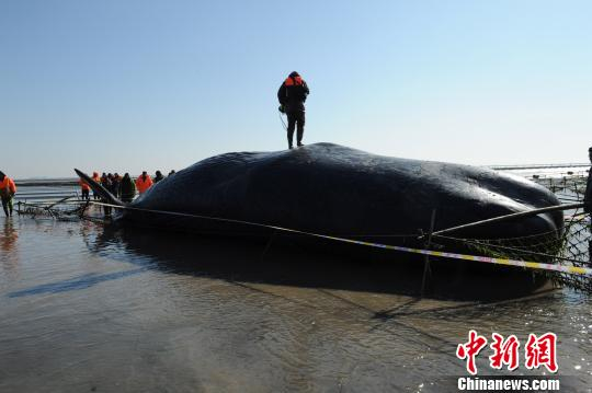 图为15日，江苏省海洋水产研究专家现场勘查搁浅死亡的抹香鲸。 陈建明 摄