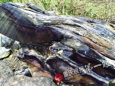北碚区施家梁发现的大量木化石