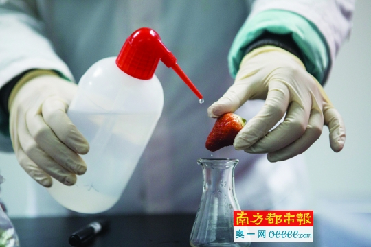 检测人员拿出随机从各市场购买的草莓样本，用缓冲液取样。