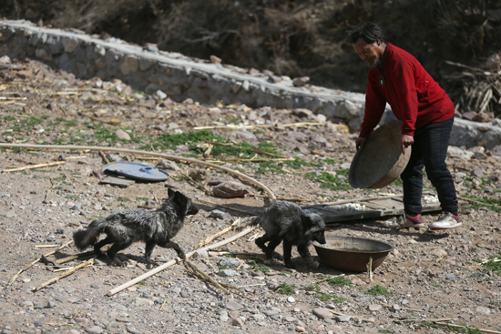 4月9日，北京汤河口村出现大量狐狸，森林公安认定为非法放生。视觉中国供图