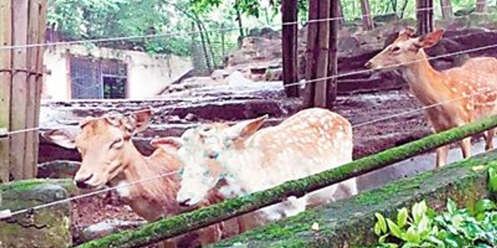 动物园梅花鹿为啥锯掉角?