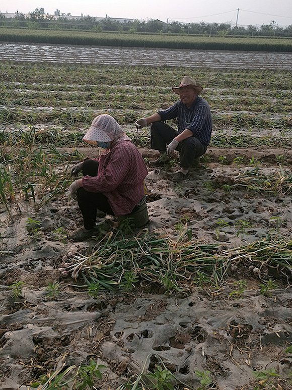 金乡县鱼山镇苏楼村，年过七旬的蒜农周春喜和老伴正在田里收割自家的大蒜。