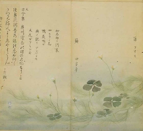 【手绘】青青子衿,悠悠我心:诗经中的植物(上)