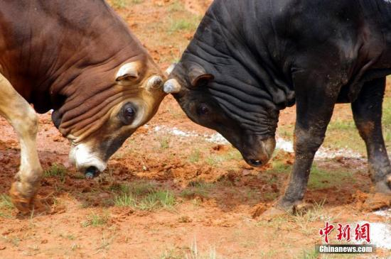 资料图：牛。 王昊阳 摄