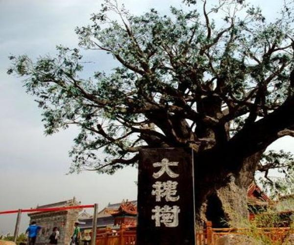 汉民族的集体历史记忆-洪洞大槐树的传说