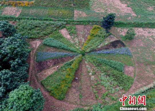 经过18个月的修整，陈新康和邻居的二十四节气花盘初具规模。 王中举 摄