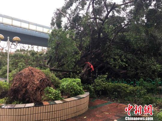 大榕树被台风连根拔起。 陈悦 摄