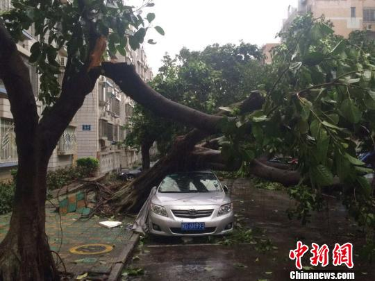 吹折的大树压住车辆。 陈悦 摄
