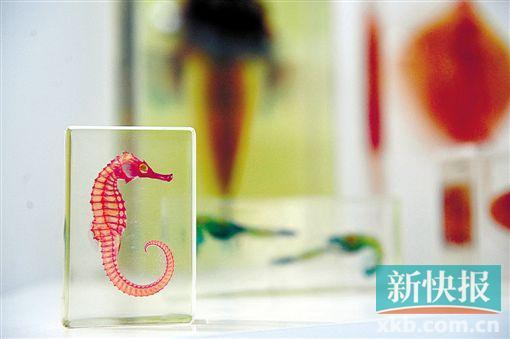 馆内展示着各种动物的标本。