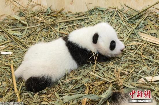 资料图：大熊猫。