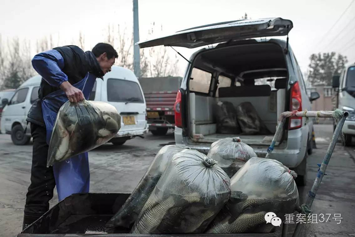 ▲11 月26 日，北京新发地批发市场，鱼贩们把刚批发来的活鱼运进面包车。&nbsp;&nbsp;&nbsp;&nbsp;新京报记者 彭子洋 摄