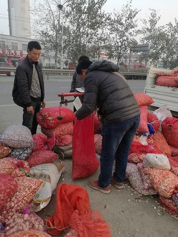 蒜农正在将种蒜剩下的小蒜瓣卖给收蒜的商贩，今年这种瓣小蒜都卖到5块多一斤。 &nbsp; 摄影：李超