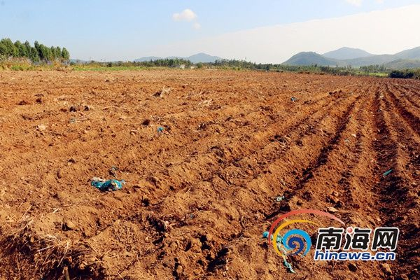 已经平整过的土地。南海网记者 邓松摄