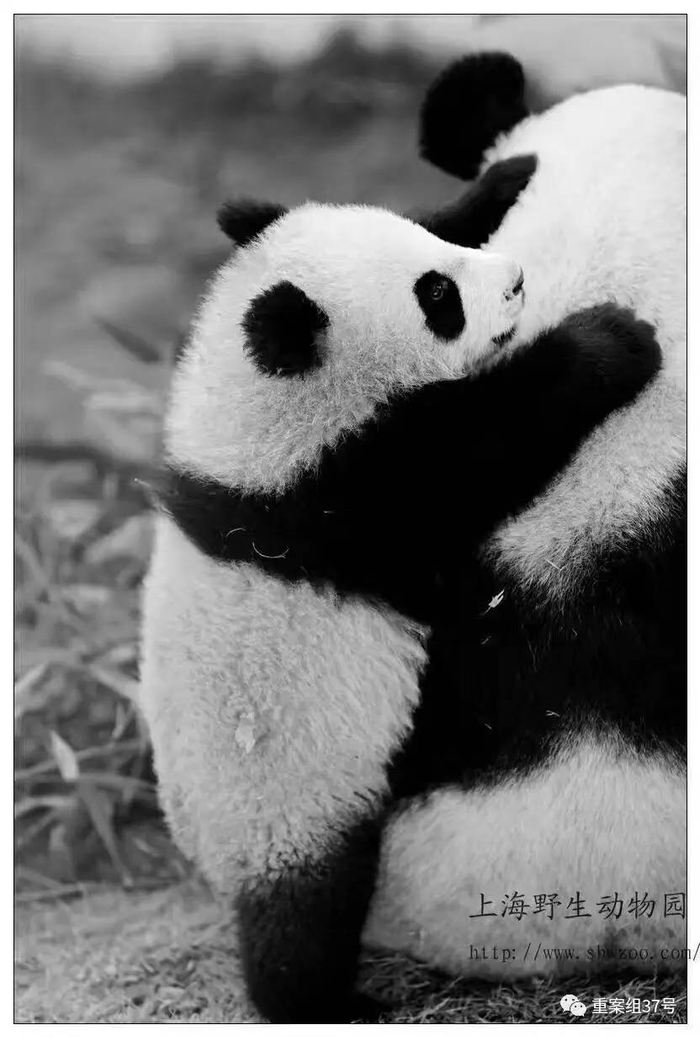 离世的大熊猫“母女”。资料图片