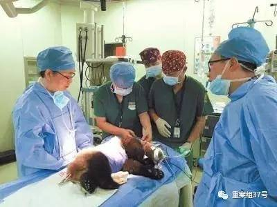 医务人员正对大熊猫进行抢救。资料图片