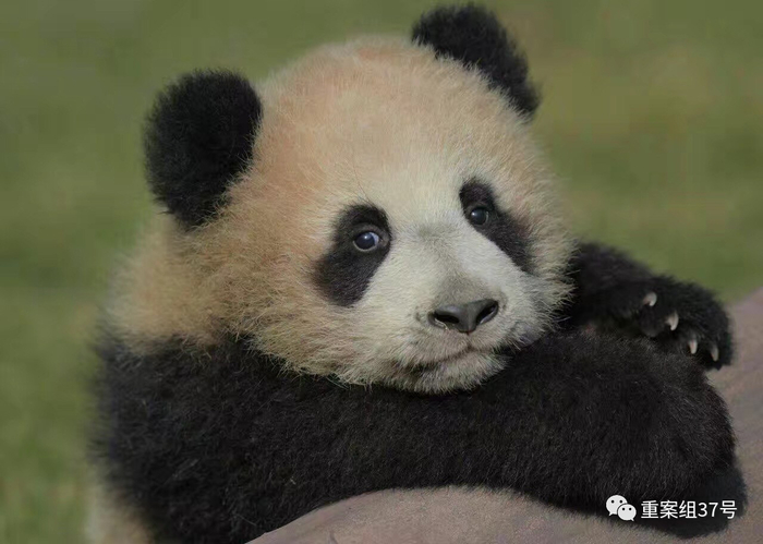 大熊猫“花生”。资料图片