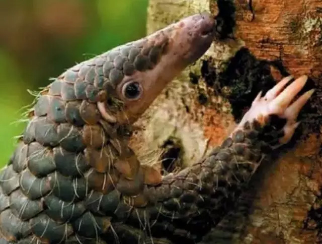 △穿山甲资料图