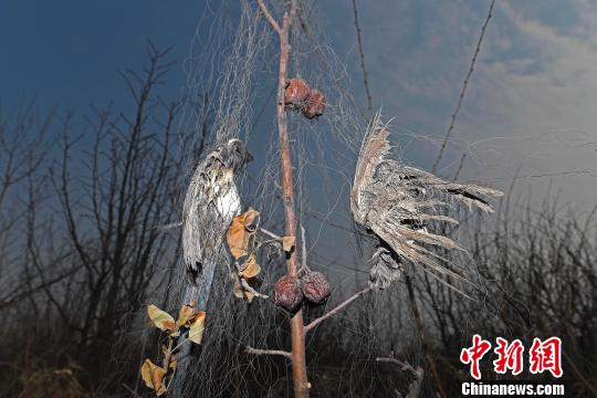 14日，山西省太原市杏花岭区淖马村，一处果园的200米长捕鸟网上挂着百余只死去的鸟儿。图为死去的鸟儿。　韦亮　摄