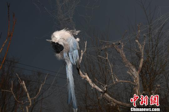 14日，山西省太原市杏花岭区淖马村，一处果园的200米长捕鸟网上挂着百余只死去的鸟儿。图为死去的鸟儿。　韦亮 摄