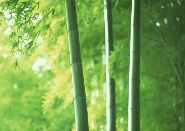 知识 | 竹子“重组”更胜混凝土!