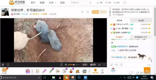 ▲主播将爬出坑外的小鼠踹回，并用树枝戳弄，激怒其继续战斗