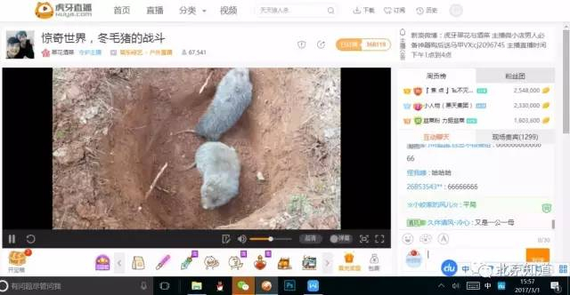 ▲两只小鼠缺乏战意，只想逃出“斗场”&nbsp;