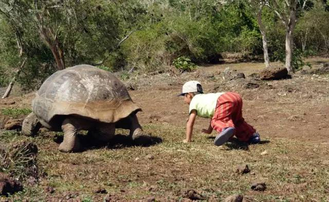  ▲厄瓜多尔加拉帕戈斯群岛，辛巴与象龟玩耍。