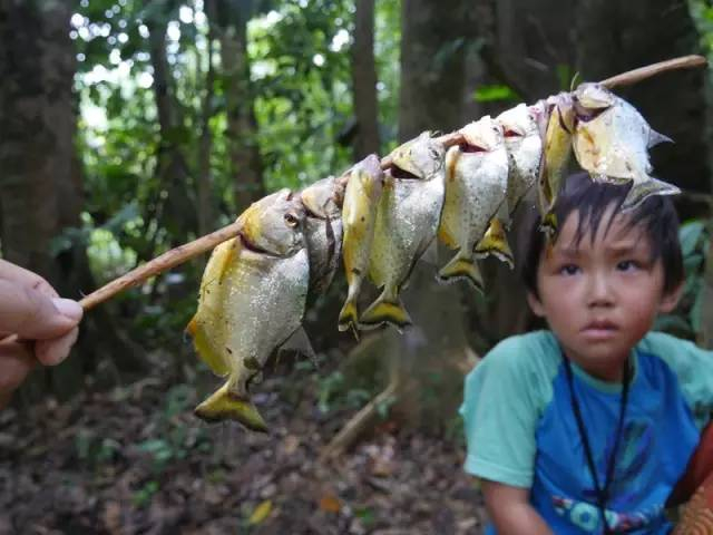  ▲在亚马孙森林里钓食人鱼吃。