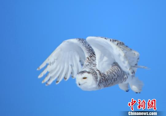 雪鸮的羽毛非常浓密。　刘是何 摄