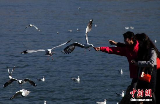 资料图：大理洱海。中新社记者 李进红 摄