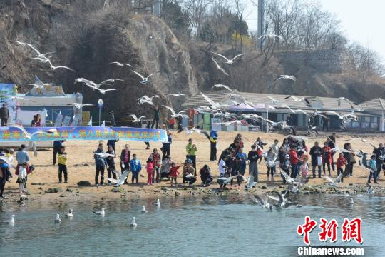 近千市民喂食海鸟。　杨毅 摄