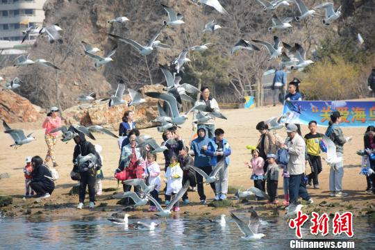 大连老虎滩海鸟保护节现场。　杨毅　摄