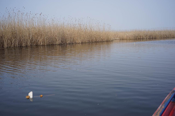 初春的白洋淀。 澎湃新闻记者 韩声江图