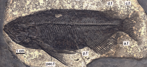 我国首次发现保存完美的金龙鱼化石_手机新浪网