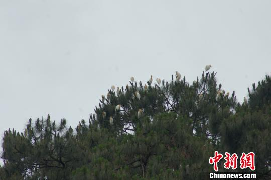 近年来由于环境污染，牛背鹭种群数量已明显减少。　钟欣 摄