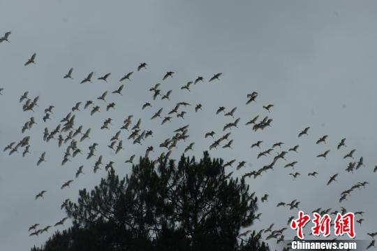 300多只国家“三有”保护动物牛背鹭近日“作客”云南马关县。　钟欣　摄