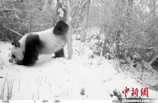 红外照相机采集的大熊猫影像。　钟欣 摄