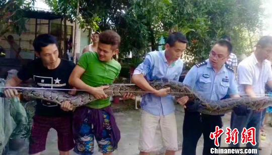 五人合力才将巨蟒抬起。　熊芮　摄
