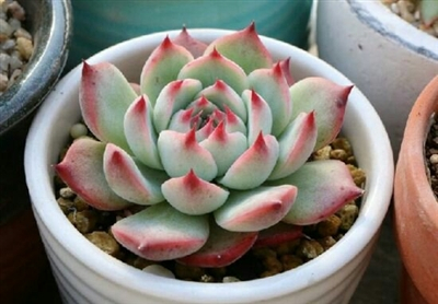 这盆叫“吉娃娃”的多肉植物，以前一小盆可卖30至65元，如今价格低至2元