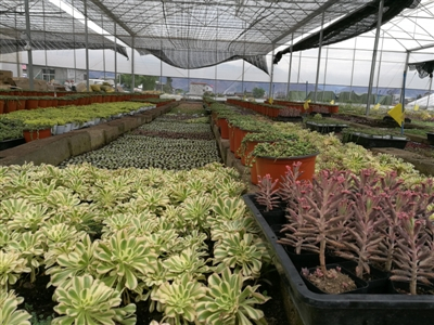 尧明在西昌的多肉植物种植园