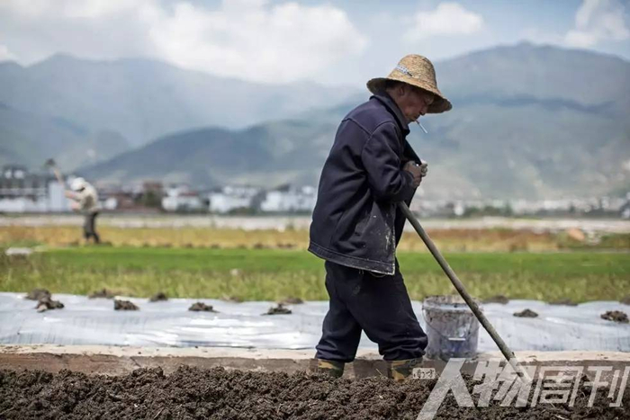 传统农业耕种中的化肥农药都是洱海污染源之一