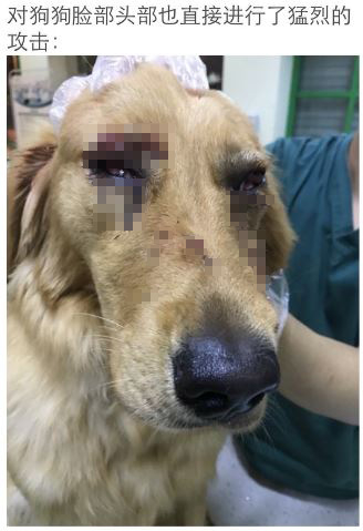 剃光毛后金毛犬腹部多处伤口明显，眼睛也呈充血状。&nbsp;&nbsp;图片来源于微博网友@HUST_维维豆奶