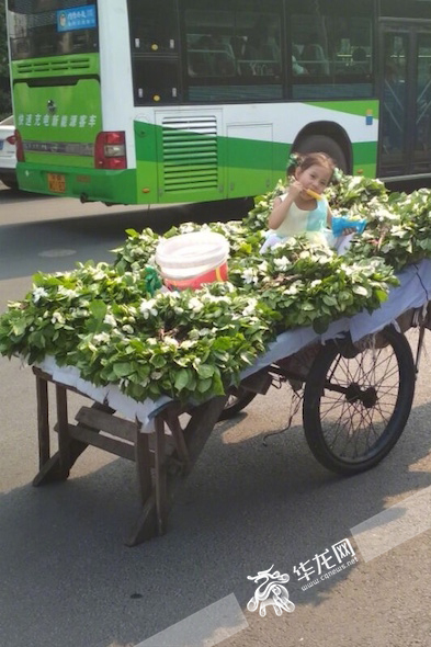 小女孩儿坐在栀子花丛中