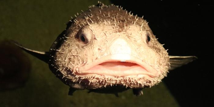 日本展出罕见水滴鱼 曾被认定全球最丑生物(图)