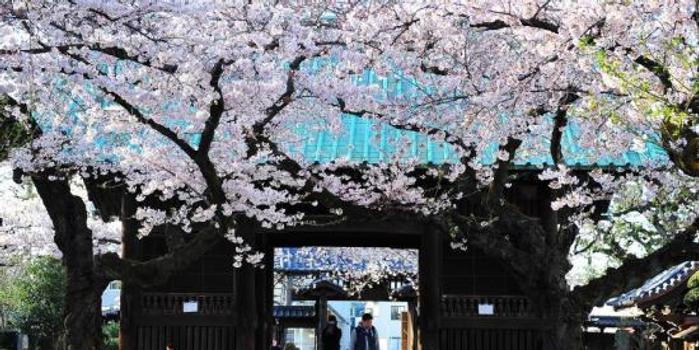 日本气象厅宣布东京樱花开放 比往年提早9天