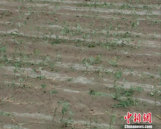8日，当地受灾较严重的棉花地一片狼藉。　尚志刚摄