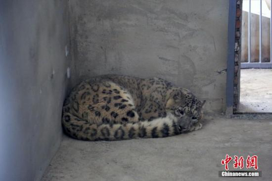 　　5月27日，位于青海省西宁市青藏高原野生动物园内的雪豹展馆由原先的20平方米“小居室”升级为如今的850平方米“大套房”。图为先期入驻的首只雪豹大宝正在午休。中新社记者 罗云鹏 摄