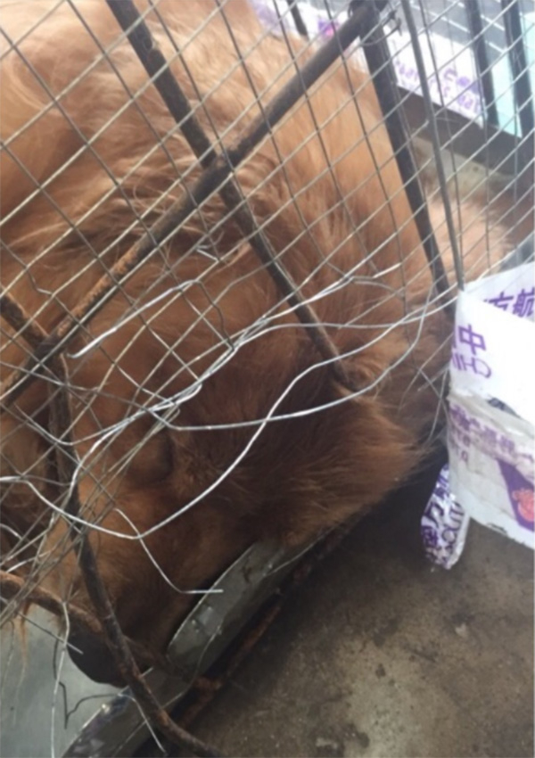 金毛犬在笼内死亡。