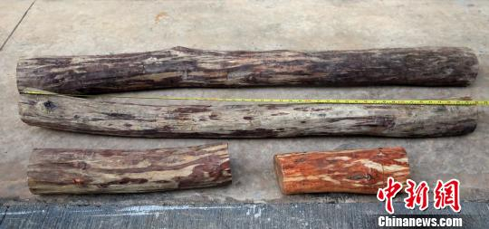 图为森林公安追缴回来的黄花梨芯材。　常宗波 摄
