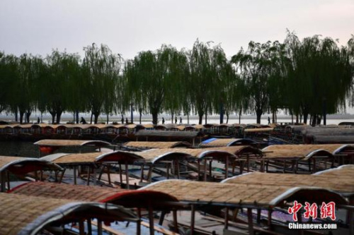 资料图：雄安新区白洋淀，密密麻麻的手摇游船